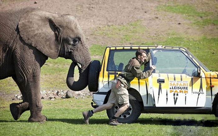 人类以外最聪明10大动物,乌鸦也能榜上有名--置顶表情