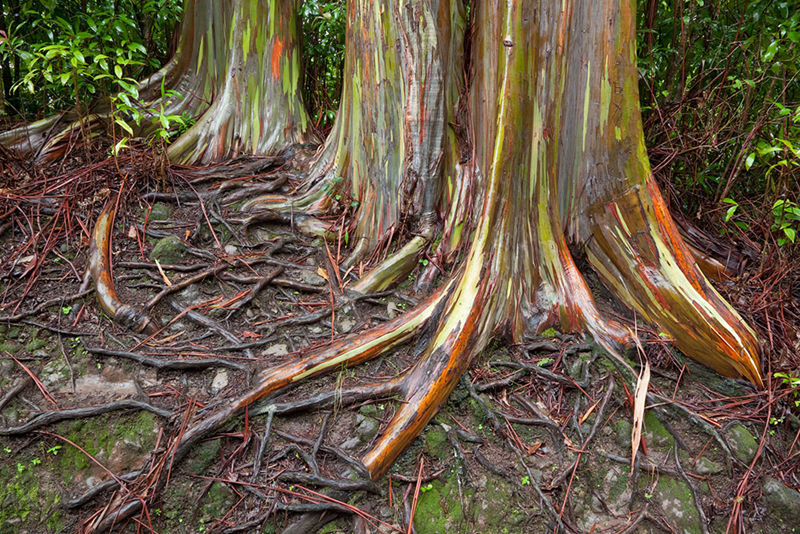 8个与众不同的森林,像来自外星球--置顶表情